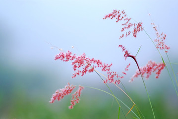Grass Flowers