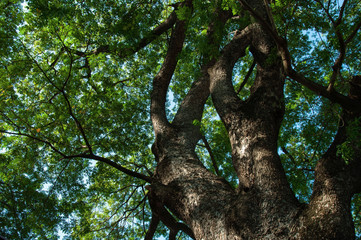 Fototapeta na wymiar Big tree