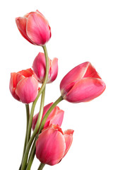 Beautiful Flower bouquet. Tulips isolated on a white background