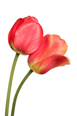 Pair beautiful spring flowers. Tulips isolated on white background