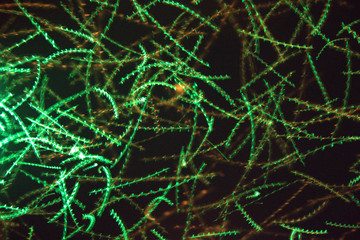 abstract fractal background