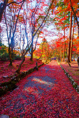 Obraz premium 鶏足寺の紅葉