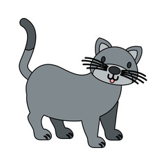 cat pet on white background