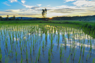 rice field