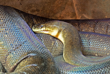 Macklot's Python or freckled Python in The Cave