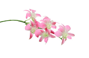 pink orchid. Isolated with a white background