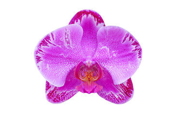 orchid isolated on white background