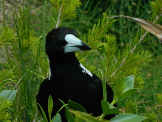 Close up of an Austrlian magpie