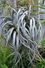 Succulent plant with pale gray long curly leaves with leathery surface.