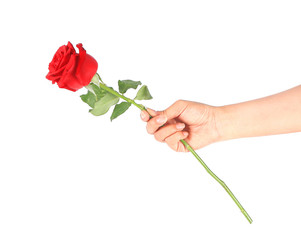 female hand holding a single red rose isolated over the white background