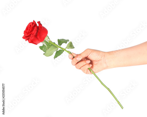 Female Hand Holding A Single Red Rose Isolated Over The White