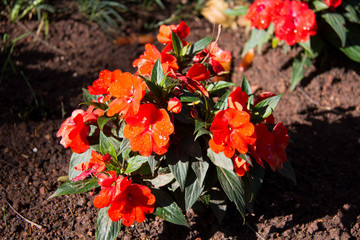 Obraz premium red flowers in the garden