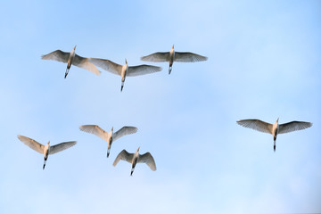 Flock of Egrets