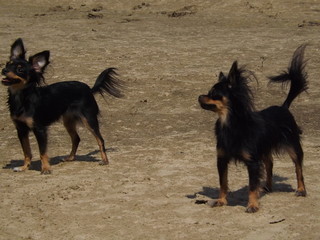 black dog on the beach