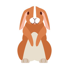 cute rabbit on white background