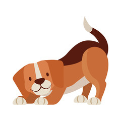 beagle dog pet on white background