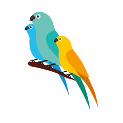 canary and parrots birds on branch