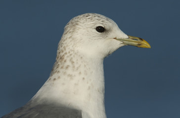 A headshot of a Common Gull (Larus canus).