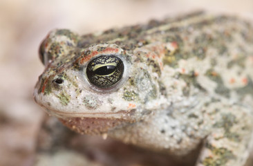 A magnificent Natterjack Toad (Bufo Epidalea calamita).  A very rare Amphibian in the U.K.