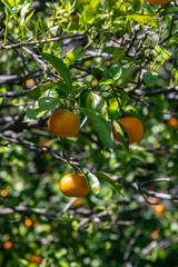 Oranges on a tree with blurred background of another trees and oranges