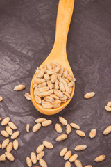 Rye or wheat grains on spoon, harvest concept. Vintage photo
