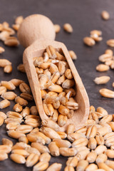 Rye or wheat grains with spoon, agriculture concept