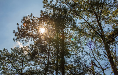Sunlight Shining through the pine trees.
