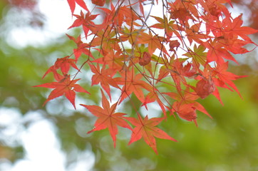 紅葉