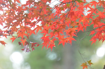 紅葉