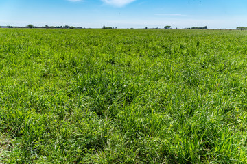Long green grass on a sunny day and a little of blue sky