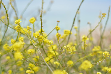 Obraz premium Yellow Wildflowers