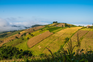 Rice fields on the hill Ready to harvest

