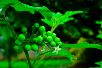 Eggplant is a vegetable that is classified in another herb group.