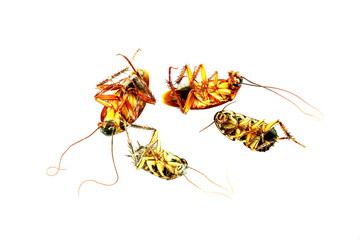 Dead cockroaches were placed on a white background.