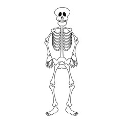 skeleton human on white background