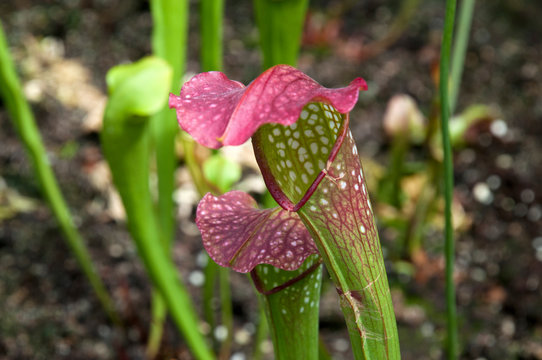 Sydney Australia, pitcher plant or trumpet pitcher with red hood