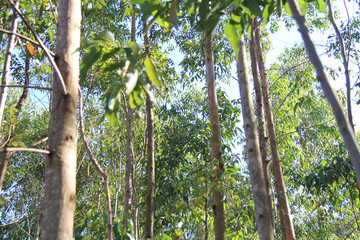Fototapeta premium trees in the forest
