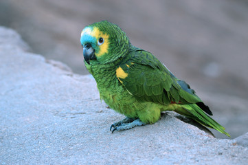 parrot on branch