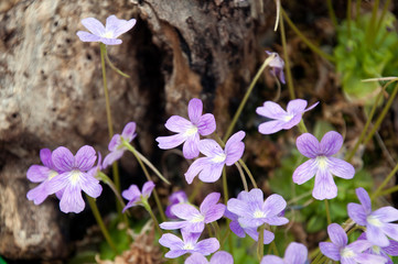 Sydney Australia, mauve flowering pinguicula emarginata a butterwort plant native to mexico © KarinD
