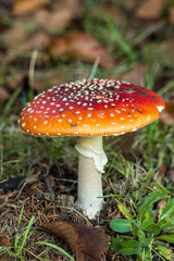 mushroom with red cape filled with white dots on the grassy field in the shade