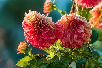 Fototapete bei efototapeten.de bestellen   