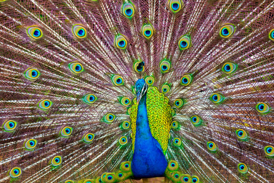 A Peacock Displaying Its Colorful Feathers in Kauai, Hawaii