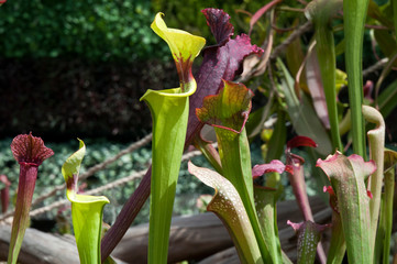 Sydney Australia, various types of pitcher plant or trumpet pitchers in garden