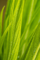 Fototapeta na wymiar fresh green long leaves background texture