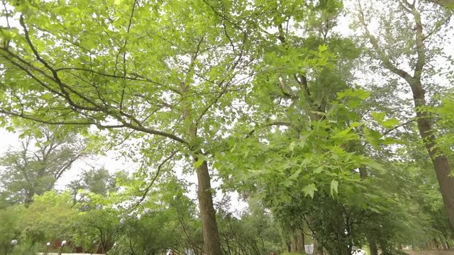 Big maple in the park, green big maple, Maple leaves sway in the wind