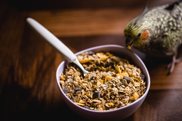 small pet bird, domestic, a calopsita, feeding on a bowl of cereals