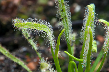 Sydney Australia, sundew plant with sticky mucilage to catch insects