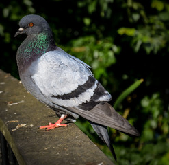 Pigeon