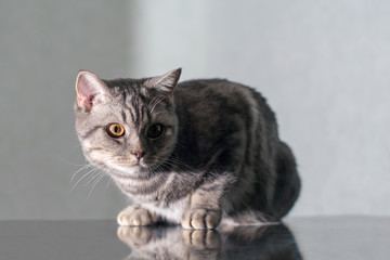 gray cat with shadow on his face sitting by the window at dawn