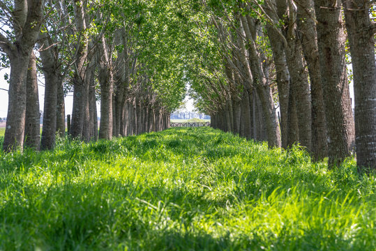 Grass road in the middle of a grove with a wooden gate on the back